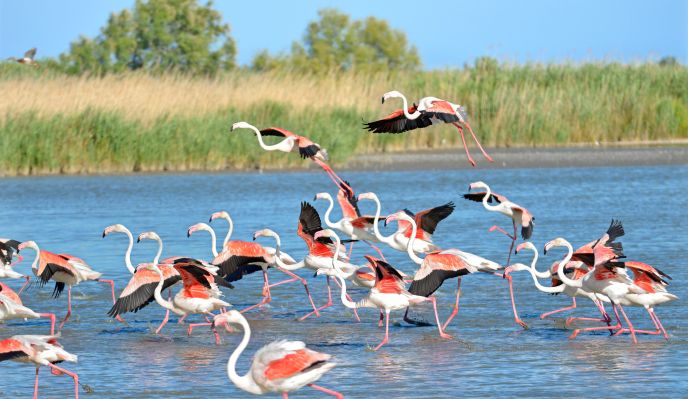 La Camargue (marche nordique)