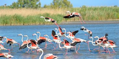 Marche Nordique Camargue