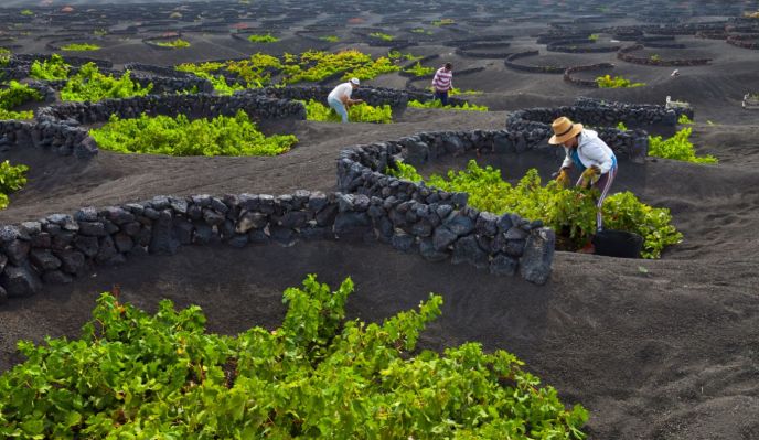 Lanzarote, l'île volcanique