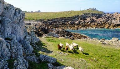 De Portsall à Brest : le chemin des phares et le tour complet de Ouessant