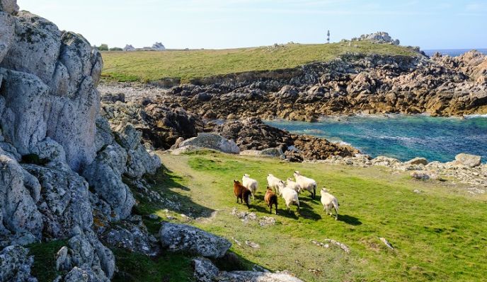 De Portsall à Brest : le chemin des phares et le tour complet de Ouessant