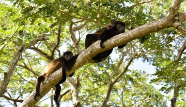 Nicaragua – Volcans, îles et océan